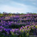 💜경남 거창=＞별바람언덕 이미지