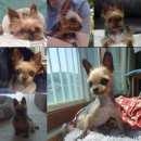 천사 애견 | [용인카페] 용인 애견카페 "테일즈파크" 후기​ (+숲속 운동장, 천연잔디)