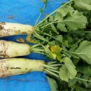 무시(무) 이미지