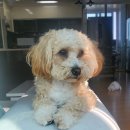 페티포티 이미지