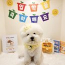 개라데이션 이미지