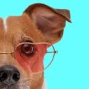 바우애견 이미지