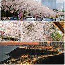황금빛노을바다 낚시터 2호 | 🌸 2025 해운대 달맞이고개 벚꽃길 – 분홍빛 봄을 걷다
