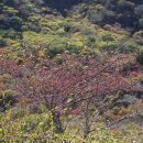 소리나무(주) 이미지