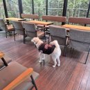 피읖피읖 | 여수 돌산 피읖카페 방문 후기, 아이랑 함께 가기 좋은 곳 추천, 반려견 동반
