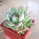 시모코