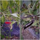 살구나무글램핑&펜션 이미지