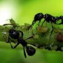 개미똥구멍 이미지