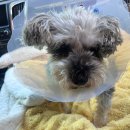 하슬라동물병원 이미지