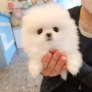 푸른들동물병원 이미지