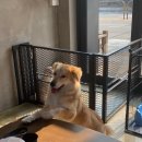 제시 펫 살롱 네이버블로그