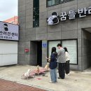 서구애견센타 이미지