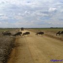 세렝게티 이미지