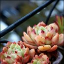 이쁜손톱 이미지