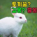토끼