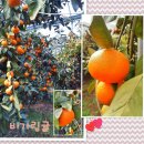 가영농장 이미지