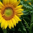 번영로농장 이미지