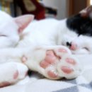 고양이 발바닥 이미지