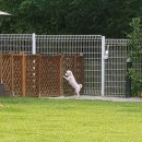 코로나펜션 | 포천 콩알펜션 [1탄] 🐕 서울 근교 반려견 전용 펜션 🏡 2016-24년 콩알펜션 후기!! #내돈내산