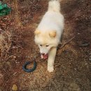 자룡농장 이미지