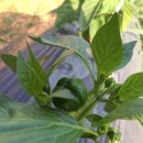 주빈농장 이미지