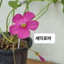 사랑초 디쵸토마 베이비페이스 엘리자베스 이미지