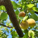 대승농장 이미지