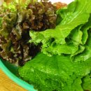 승진식당 Daum카페