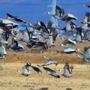 주남저수지 이미지