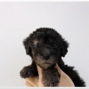 오독안심분양센터 대전점 강아지 고양이 | 오독안심분양센터에서 만나는 사랑스러운 강아지, 고양이 - 인천점 후기! 🐾