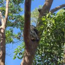 (주)시드니램하우스 | [시드니 타롱가 주(Taronga Zoo) 후기] 호주 페리타고 코알라, 기린, 캥거루, 사자까지 볼 수 있는 동물원