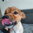 프리티펫 | 애견미용. 아롱다롱이 미용했어요~ (감계 프리티펫)