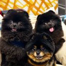 랄라펫살롱 이미지