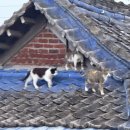오자매