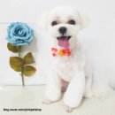 핑크펫샵 이미지