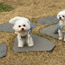 폴앤도기 동남캠퍼스 이미지