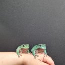 아이벅스 이미지