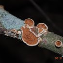 토운드(TONED) 이미지