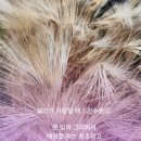 보리사랑