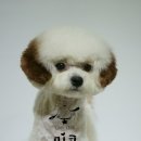 브라운 펫살롱 이미지