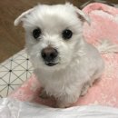 OPO | [광교역] 수원드로잉카페 OPO 반려동물 드로잉 스튜디오 방문후기