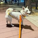 비마이버디 | 아르르 마이버디 안티버그 라이트 보리 동구 후기｜내돈내산