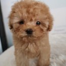 탑클래스 퍼피 이미지