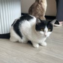 캣파라다이스 이미지