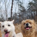 숲속댕토리애견유치원 이미지