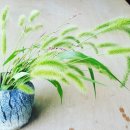 공방 나른한강아지 이미지