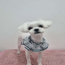 화멍화멍 이미지