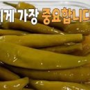 고추장아찌 만들기, 고추 삭히는 방법 실습해 보네요. 이미지