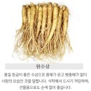 삼계농장 | 🤓수험생 몸보신 인삼! [생수삼청정] 수삼 중삼계 내돈내산💸 솔직리뷰