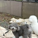 착한언니 애견살롱 | 아산 라포레애견캠핑장 생에 첫 장박 첫 번째 후기(feat.우중캠)